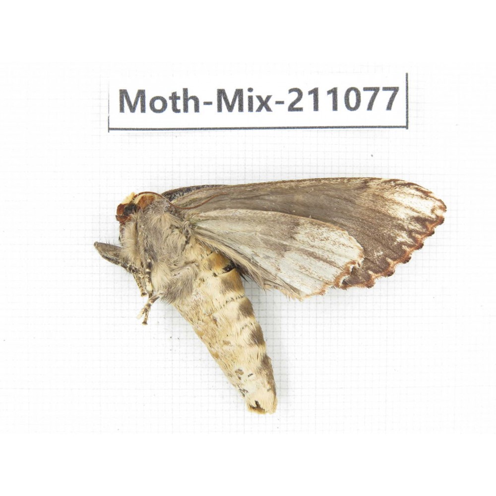 Moths sp. China, Guizhou, Qiandongnan, Congjiang county. 1Pcs. Moth-Mix-211077.