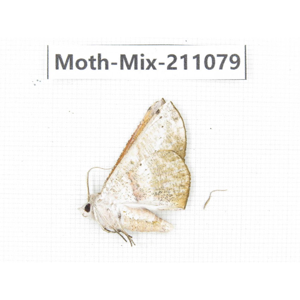 Moths sp. China, Guizhou, Qiandongnan, Congjiang county. 1Pcs. Moth-Mix-211079.