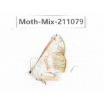Moths sp. China, Guizhou, Qiandongnan, Congjiang county. 1Pcs. Moth-Mix-211079.