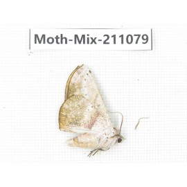 Moths sp. China, Guizhou, Qiandongnan, Congjiang county. 1Pcs. Moth-Mix-211079.