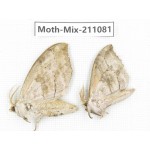 Moths sp. China, Guizhou, Qiandongnan, Congjiang county. 2Pcs. Moth-Mix-211081.