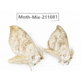 Moths sp. China, Guizhou, Qiandongnan, Congjiang county. 2Pcs. Moth-Mix-211081.