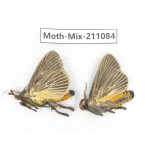 Moths sp. China, Guizhou, Qiandongnan, Congjiang county. 2Pcs. Moth-Mix-211084.