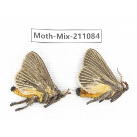 Moths sp. China, Guizhou, Qiandongnan, Congjiang county. 2Pcs. Moth-Mix-211084.
