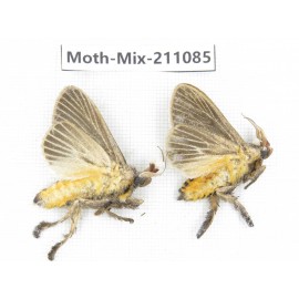 Moths sp. China, Guizhou, Qiandongnan, Congjiang county. 2Pcs. Moth-Mix-211085.