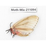 Moths sp. China, Guizhou, Qiandongnan, Congjiang county. 1Pcs. Moth-Mix-211094.