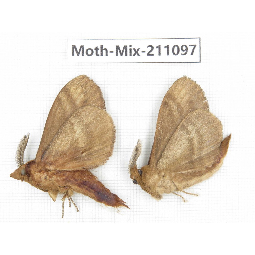 Moths sp. China, Guizhou, Qiandongnan, Congjiang county. 2Pcs. Moth-Mix-211097.