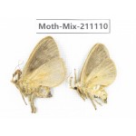 Moths sp. China, Guizhou, Qiandongnan, Congjiang county. 2Pcs. Moth-Mix-211110.
