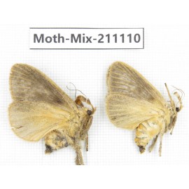 Moths sp. China, Guizhou, Qiandongnan, Congjiang county. 2Pcs. Moth-Mix-211110.