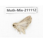 Moths sp. China, Guizhou, Qiandongnan, Congjiang county. 1Pcs. Moth-Mix-211112.