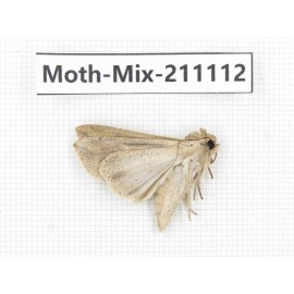 Moths sp. China, Guizhou, Qiandongnan, Congjiang county. 1Pcs. Moth-Mix-211112.