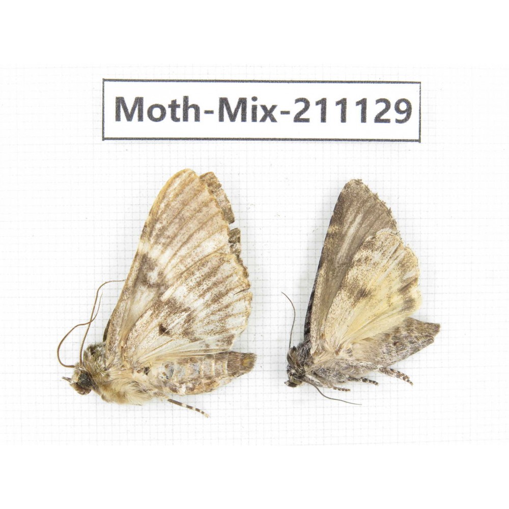Moths sp. China, Guizhou, Qiandongnan, Congjiang county. 2Pcs. Moth-Mix-211129.