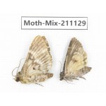 Moths sp. China, Guizhou, Qiandongnan, Congjiang county. 2Pcs. Moth-Mix-211129.