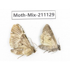 Moths sp. China, Guizhou, Qiandongnan, Congjiang county. 2Pcs. Moth-Mix-211129.