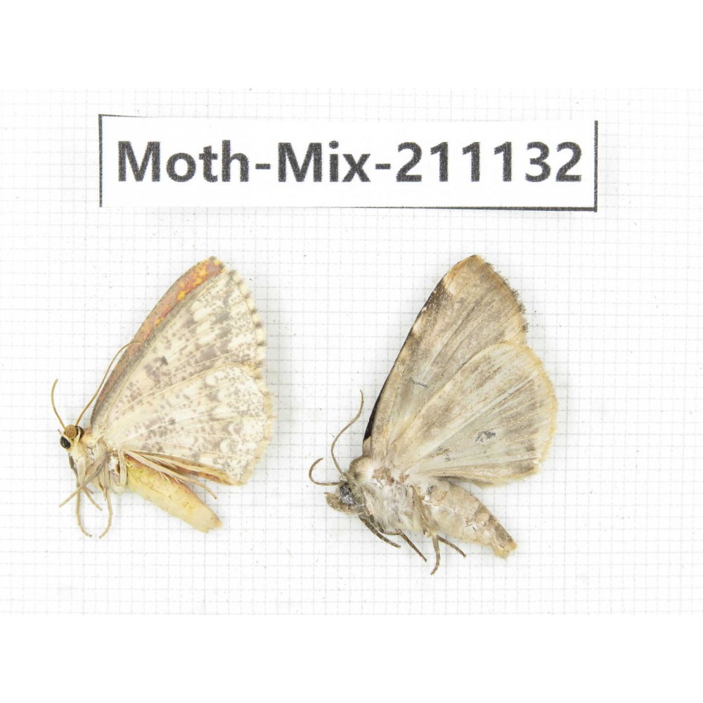 Moths sp. China, Guizhou, Qiandongnan, Congjiang county. 2Pcs. Moth-Mix-211132.