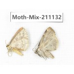 Moths sp. China, Guizhou, Qiandongnan, Congjiang county. 2Pcs. Moth-Mix-211132.