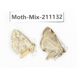 Moths sp. China, Guizhou, Qiandongnan, Congjiang county. 2Pcs. Moth-Mix-211132.