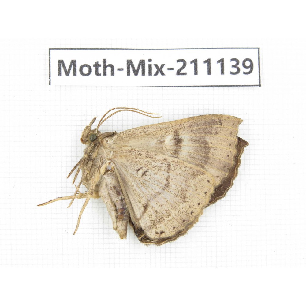 Moths sp. China, Guizhou, Qiandongnan, Congjiang county. 1Pcs. Moth-Mix-211139.