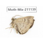 Moths sp. China, Guizhou, Qiandongnan, Congjiang county. 1Pcs. Moth-Mix-211139.
