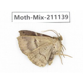 Moths sp. China, Guizhou, Qiandongnan, Congjiang county. 1Pcs. Moth-Mix-211139.