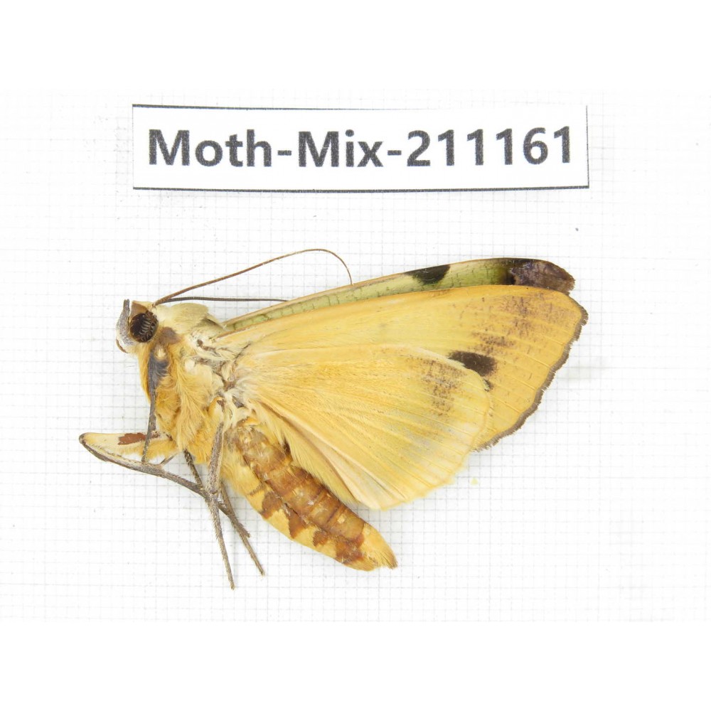 Moths sp. China, Guizhou, Qiandongnan, Congjiang county. 1Pcs. Moth-Mix-211161.