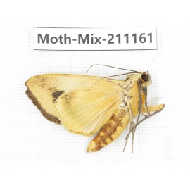 Moths sp. China, Guizhou, Qiandongnan, Congjiang county. 1Pcs. Moth-Mix-211161.