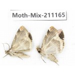 Moths sp. China, Guizhou, Qiandongnan, Congjiang county. 2Pcs. Moth-Mix-211165.