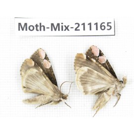 Moths sp. China, Guizhou, Qiandongnan, Congjiang county. 2Pcs. Moth-Mix-211165.