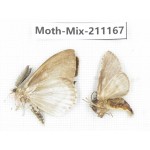 Moths sp. China, Guizhou, Qiandongnan, Congjiang county. 2Pcs. Moth-Mix-211167.