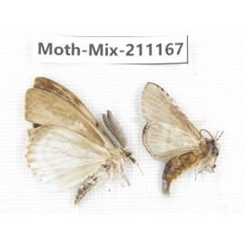 Moths sp. China, Guizhou, Qiandongnan, Congjiang county. 2Pcs. Moth-Mix-211167.