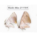 Moths sp. China, Guizhou, Qiandongnan, Congjiang county. 2Pcs. Moth-Mix-211184.