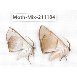 Moths sp. China, Guizhou, Qiandongnan, Congjiang county. 2Pcs. Moth-Mix-211184.