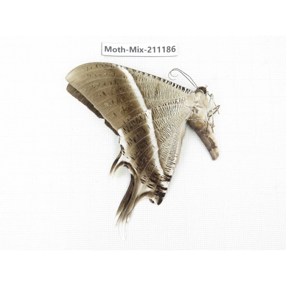 Moths sp. China, Guizhou, Qiandongnan, Congjiang county. 1Pcs. Moth-Mix-211186.