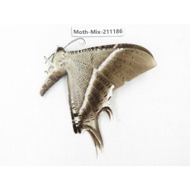 Moths sp. China, Guizhou, Qiandongnan, Congjiang county. 1Pcs. Moth-Mix-211186.