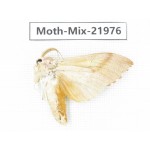 Moths sp. China, Guizhou, Qiandongnan, Congjiang county. 1Pcs. Moth-Mix-21976.