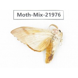 Moths sp. China, Guizhou, Qiandongnan, Congjiang county. 1Pcs. Moth-Mix-21976.