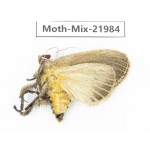 Moths sp. China, Guizhou, Qiandongnan, Congjiang county. 1Pcs. Moth-Mix-21984.