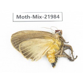 Moths sp. China, Guizhou, Qiandongnan, Congjiang county. 1Pcs. Moth-Mix-21984.
