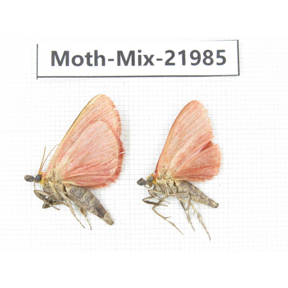 Moths sp. China, Guizhou, Qiandongnan, Congjiang county. 2Pcs. Moth-Mix-21985.