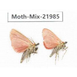 Moths sp. China, Guizhou, Qiandongnan, Congjiang county. 2Pcs. Moth-Mix-21985.