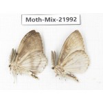Moths sp. China, Guizhou, Qiandongnan, Congjiang county. 2Pcs. Moth-Mix-21992.