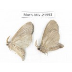 Moths sp. China, Guizhou, Qiandongnan, Congjiang county. 2Pcs. Moth-Mix-21993.