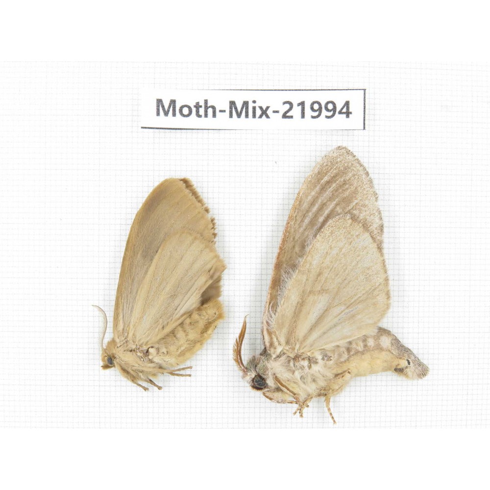 Moths sp. China, Guizhou, Qiandongnan, Congjiang county. 2Pcs. Moth-Mix-21994.