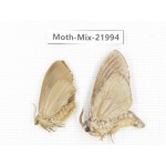 Moths sp. China, Guizhou, Qiandongnan, Congjiang county. 2Pcs. Moth-Mix-21994.