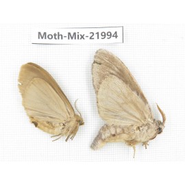 Moths sp. China, Guizhou, Qiandongnan, Congjiang county. 2Pcs. Moth-Mix-21994.