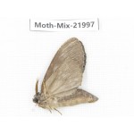 Moths sp. China, Guizhou, Qiandongnan, Congjiang county. 1Pcs. Moth-Mix-21997.