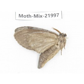 Moths sp. China, Guizhou, Qiandongnan, Congjiang county. 1Pcs. Moth-Mix-21997.