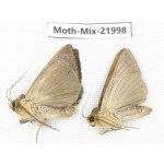 Moths sp. China, Guizhou, Qiandongnan, Congjiang county. 2Pcs. Moth-Mix-21998.