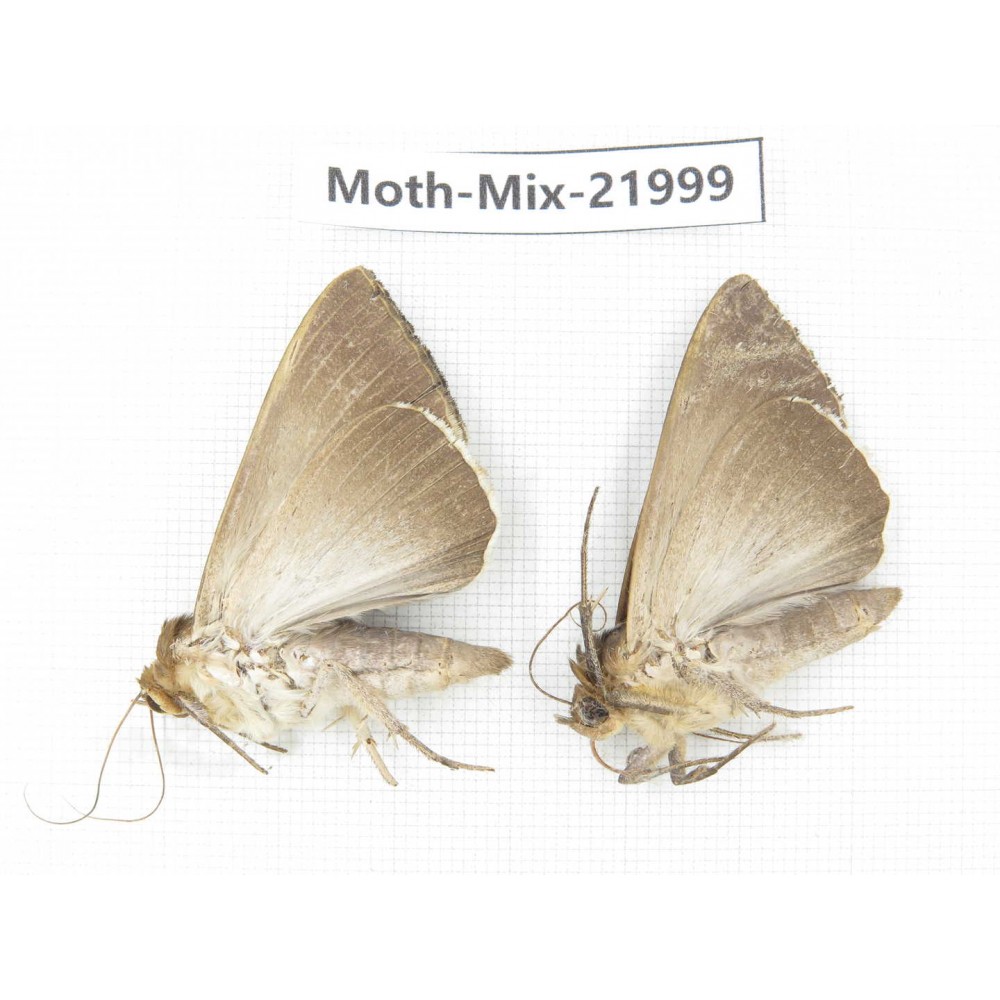 Moths sp. China, Guizhou, Qiandongnan, Congjiang county. 2Pcs. Moth-Mix-21999.