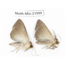 Moths sp. China, Guizhou, Qiandongnan, Congjiang county. 2Pcs. Moth-Mix-21999.